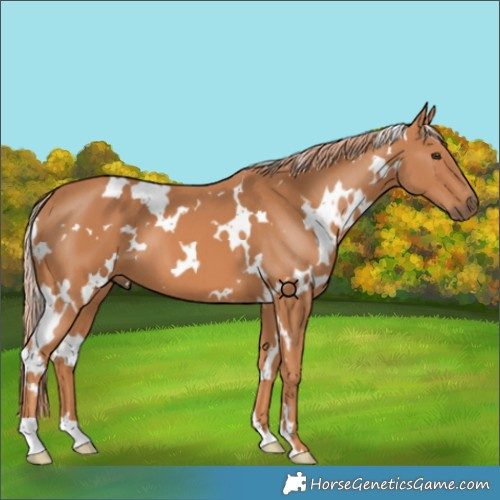 Horse Color:White Spotted Chestnut 