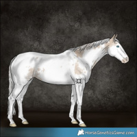 Horse Color:White Spotted Silver Grullo Splash Tobiano