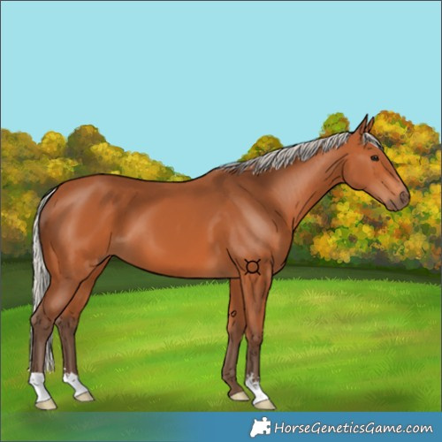 Horse Color:Silver Bay 