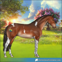 Horse Color:Bay Tobiano 
