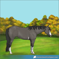 Horse Color:Grullo 