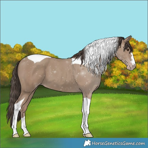 Horse Color:Classic Champagne Tobiano