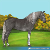 Horse Color:Gray Silver Black Tobiano