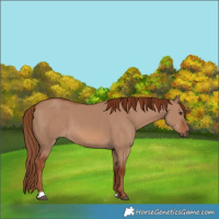Horse Color:Red Dun 