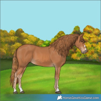 Horse Color:Chestnut 