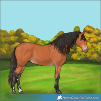Horse Color:Bay 