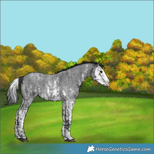 Horse Color:Blue Roan Sabino Splash  and Blue Roan Sabino Splash Appaloosa 