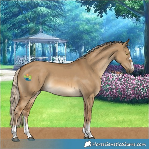 Horse Color:Chocolate Palomino Dun 