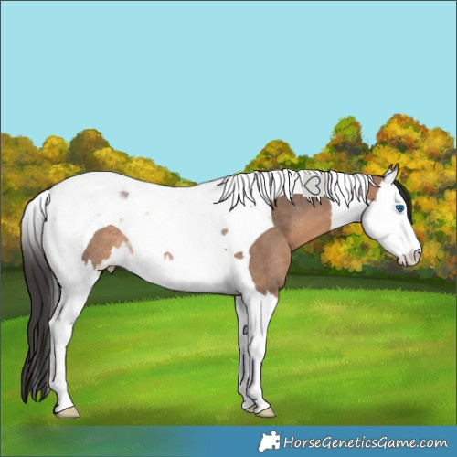 Horse Color:Bay Dun Splash Tobiano Rabicano