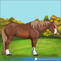 Horse Color:Chestnut 