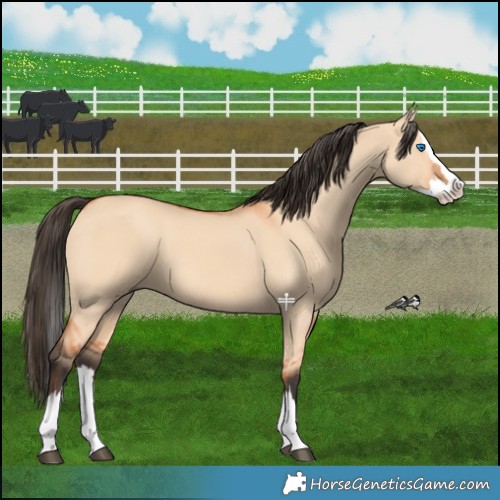 Horse Color:Bay Dun Splash 