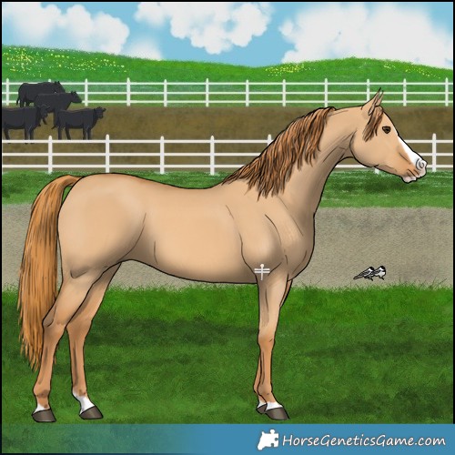 Horse Color:Red Dun Splash