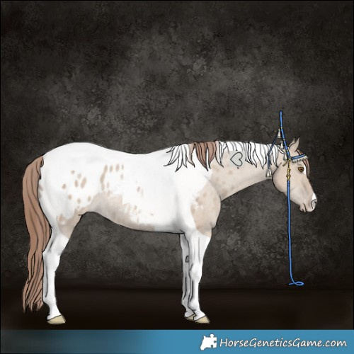 Horse Color:Classic Champagne Dun Tobiano Appaloosa Rabicano 