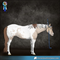 Horse Color:Classic Champagne Dun Tobiano Blanket Rabicano