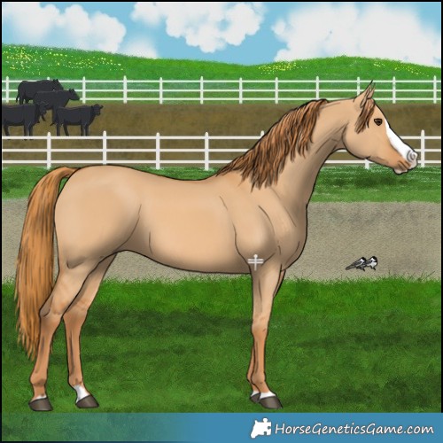 Horse Color:Red Dun Splash 