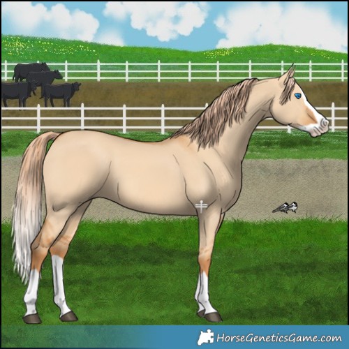 Horse Color:Red Dun Splash 