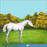 Horse Color:White Spotted Silver Amber Champagne Dun Splash Appaloosa Rabicano