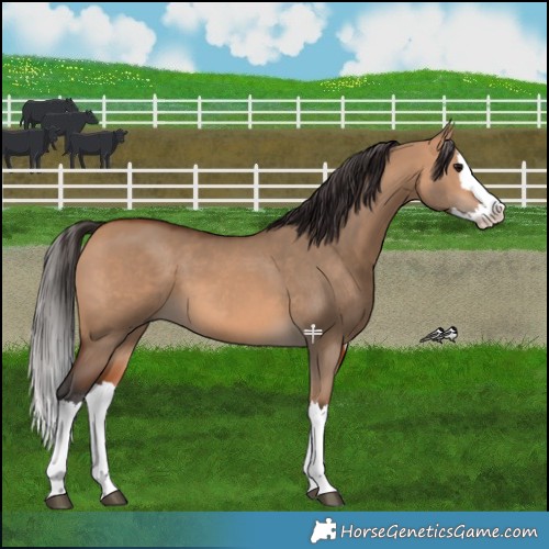 Horse Color:Bay Dun Splash 
