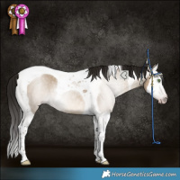 Horse Color:Gray Classic Champagne Dun Splash Tobiano Rabicano