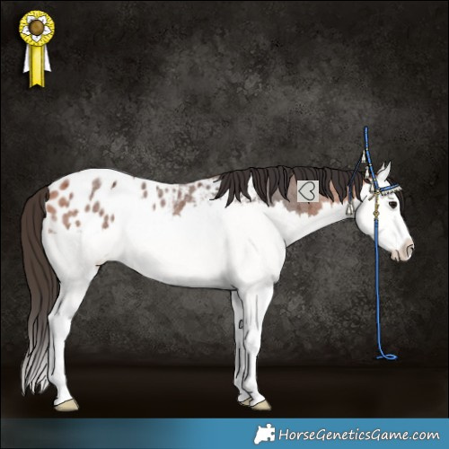 Horse Color:Bay Roan Splash Appaloosa 