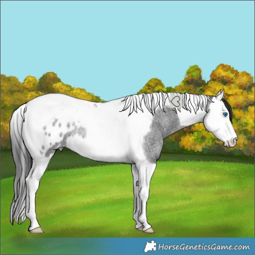 Horse Color:Blue Roan Splash Tobiano Blanket Rabicano