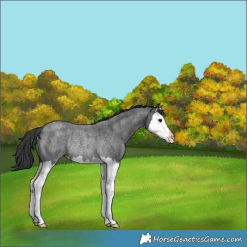 Horse Color:Blue Roan Splash Rabicano 