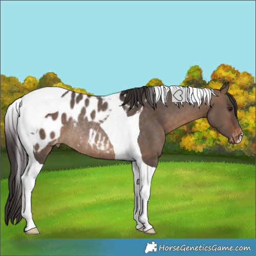 Horse Color:Brown Dun Tobiano Blanket Rabicano 