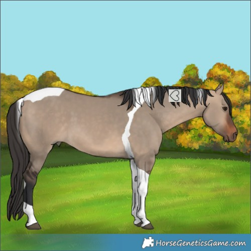 Horse Color:Bay Dun Tobiano 