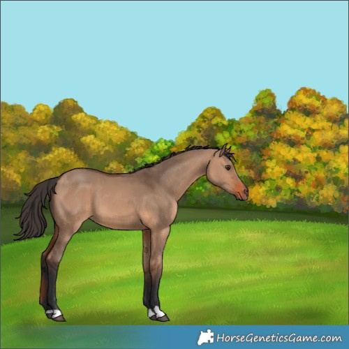 Horse Color:Bay Dun 