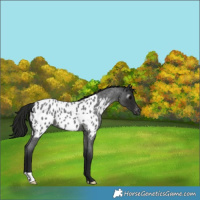 Horse Color:Gray Blue Roan Near Leopard