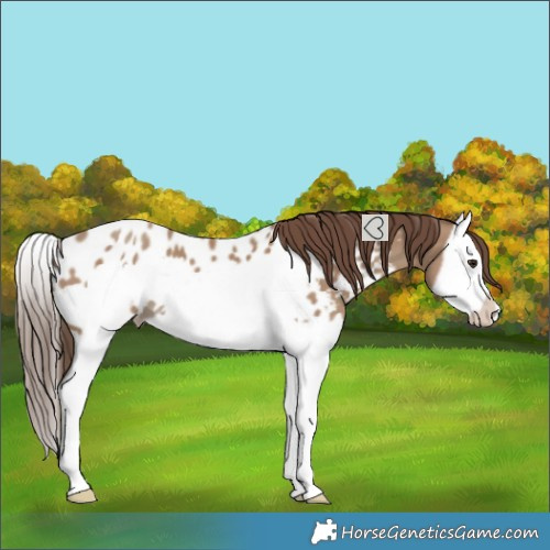 Horse Color:Classic Champagne Splash Frame Near Leopard 
