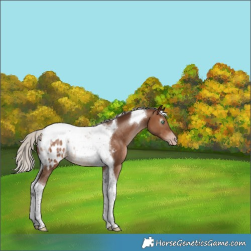 Horse Color:Gray Silver Sable Champagne Tobiano Blanket Rabicano 