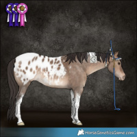 Horse Color:Bay Dun Tobiano Appaloosa Rabicano