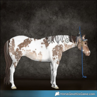 Horse Color:White Spotted Bay Dun Tobiano Snowflake Varnish Rabicano 