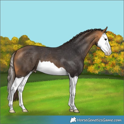 Horse Color:Buckskin Splash Appaloosa 