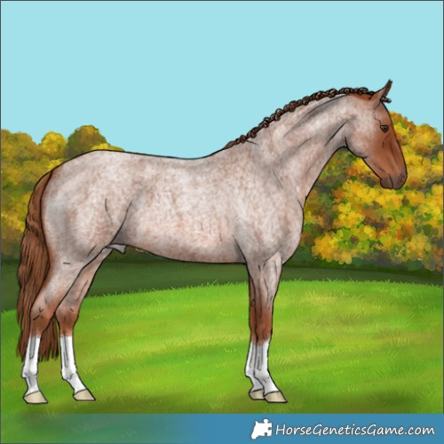 Horse Color:Red Roan 