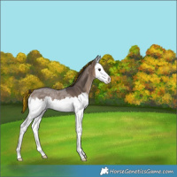 Horse Color:Painted Brown Ice Dun Sabino Splash