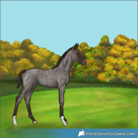 Horse Color:Liver Red Roan Appaloosa 