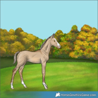 Horse Color:Chocolate Palomino Dun Varnish 