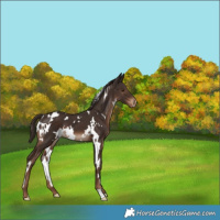 Horse Color:White Spotted Liver Chestnut Varnish 