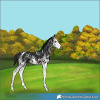 Horse Color:Gray White Spotted Brown Splash Appaloosa 
