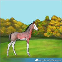 Horse Color:Bay Roan Splash 