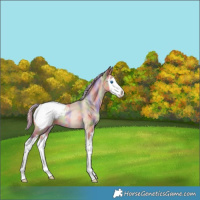 Horse Color:Nacre Chocolate Palomino Pearl Splash Snowcap 