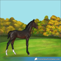 Horse Color:Gray Bay Varnish 