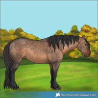Horse Color:Brown Dun Rabicano 