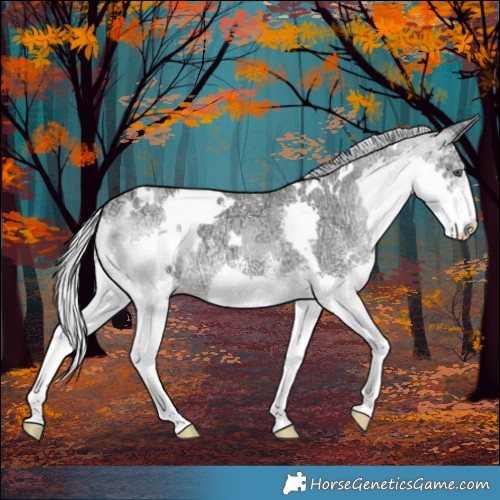Horse Color:White Spotted Silver Buckskin Chinchilla Ice Dun Sabino Splash