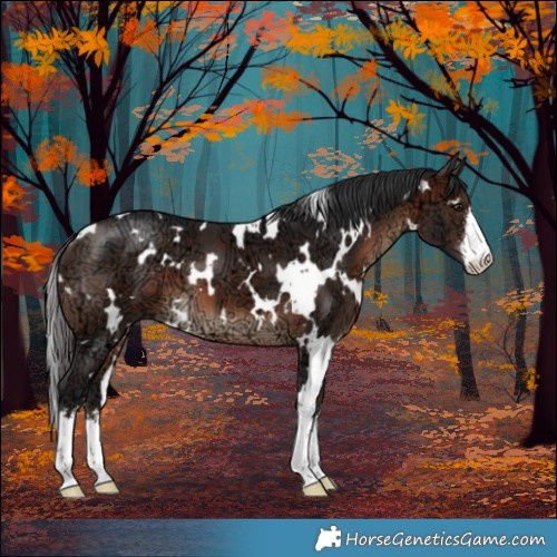 Horse Color:White Spotted Brown Ice 