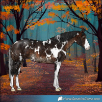 Horse Color:White Spotted Brown Ice