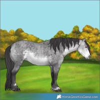 Horse Color:Buckskin Chinchilla Roan 