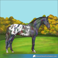 Horse Color:Nacre Brown Appaloosa 